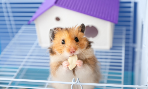 Pet hamster in a cage holding a seed