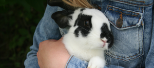 Pet rabbit being held